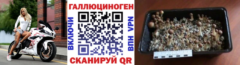 как найти   Солигалич  Галлюциногенные грибы Psilocybe 